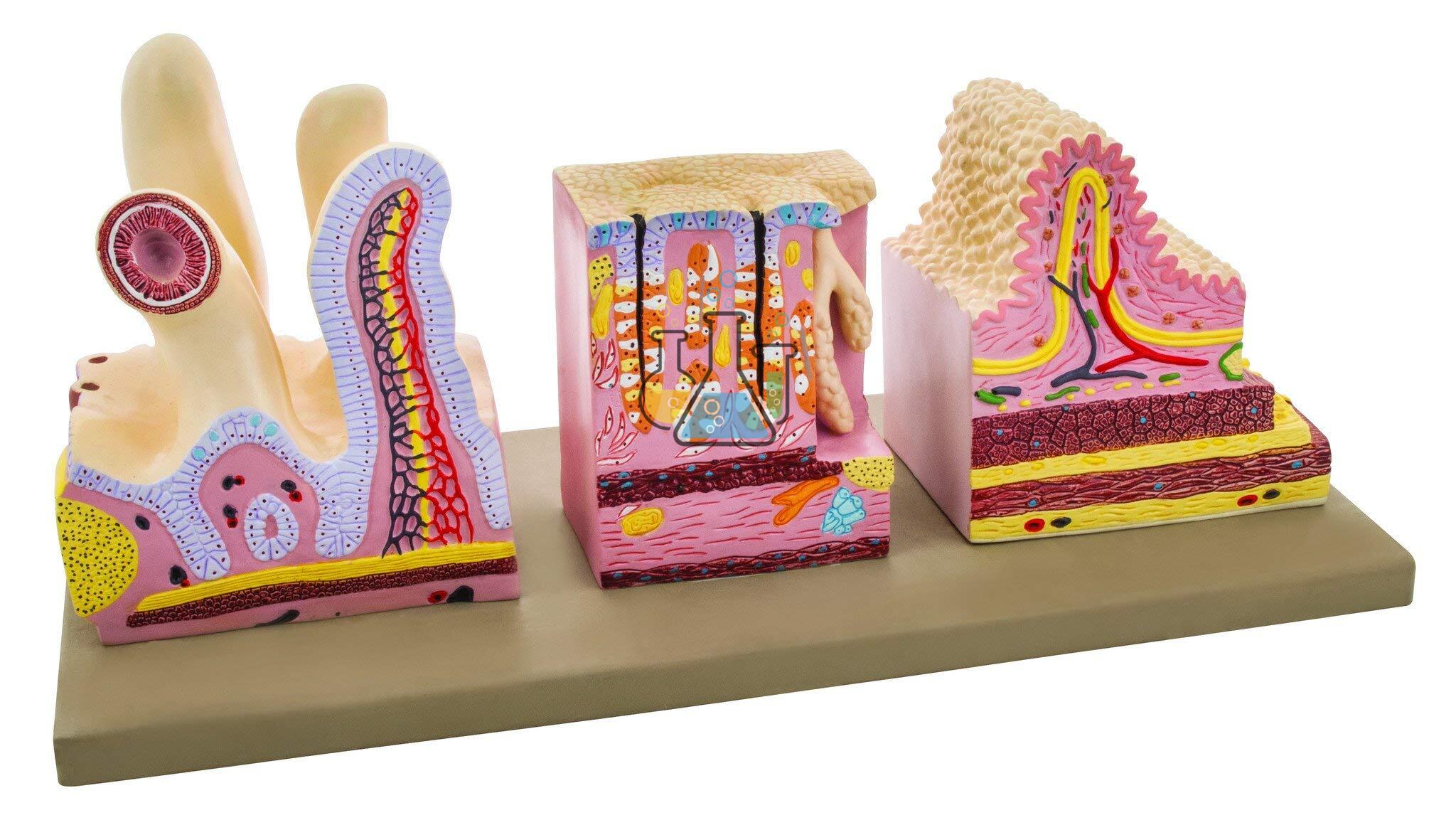 Three Part Digestive Tract Model